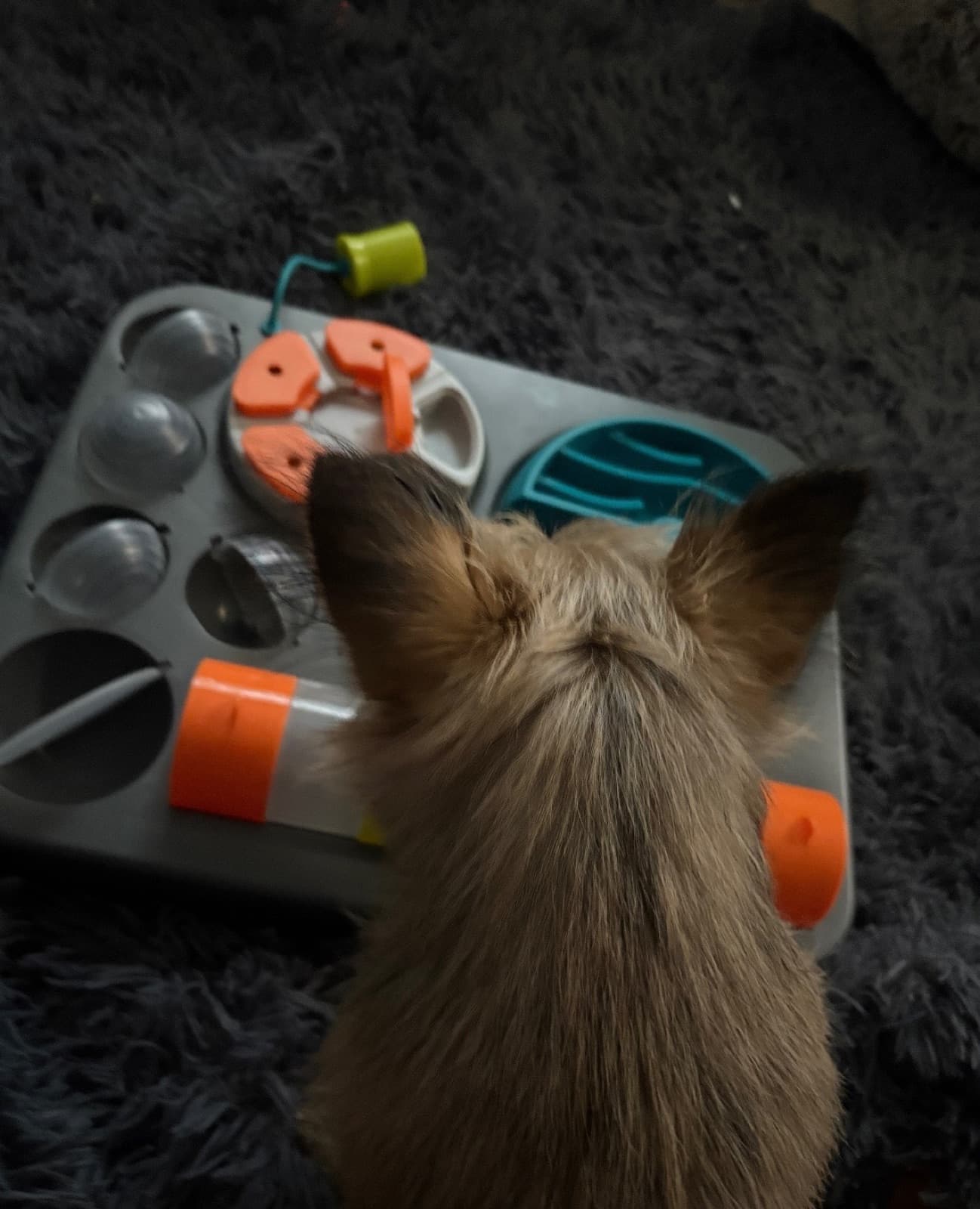 MiMo Pet Care — photo 1