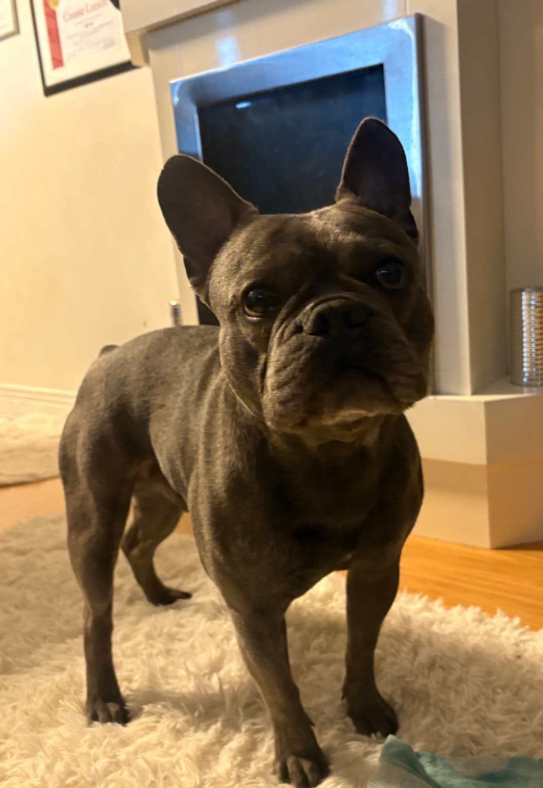 MiMo Pet Care — photo 2