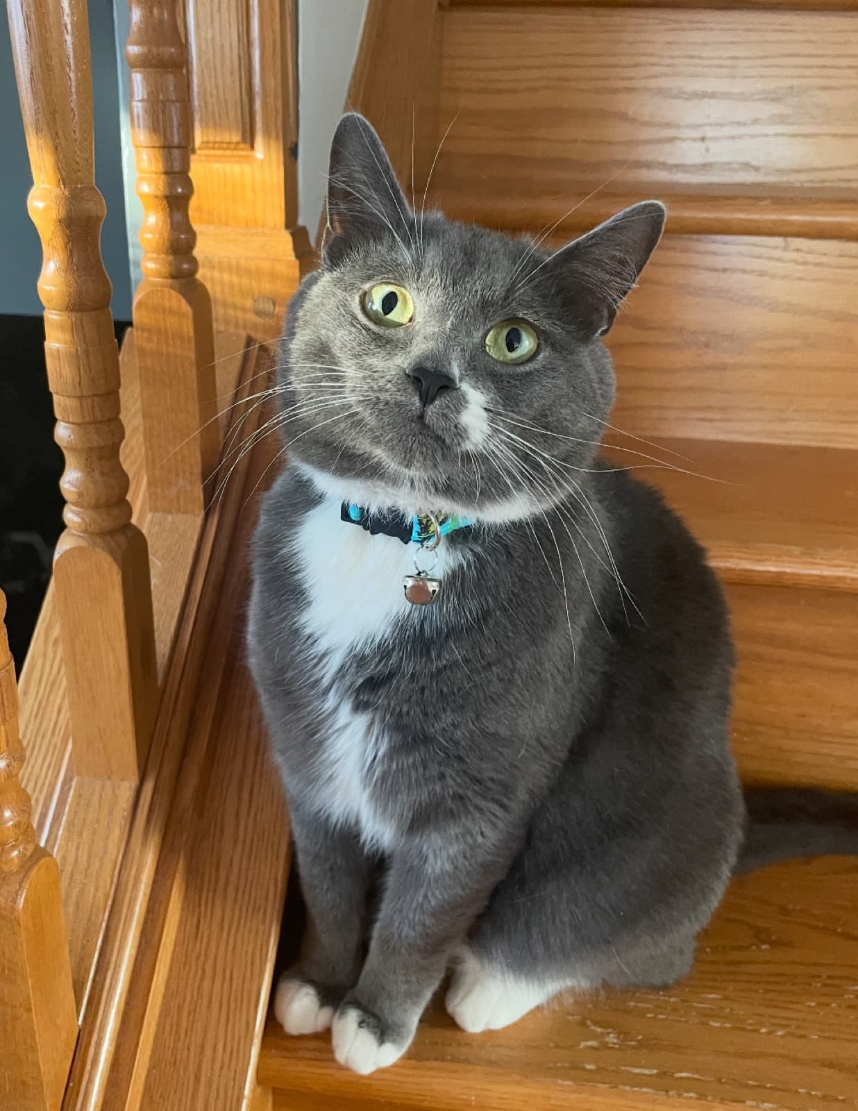 MiMo Pet Care — photo 4