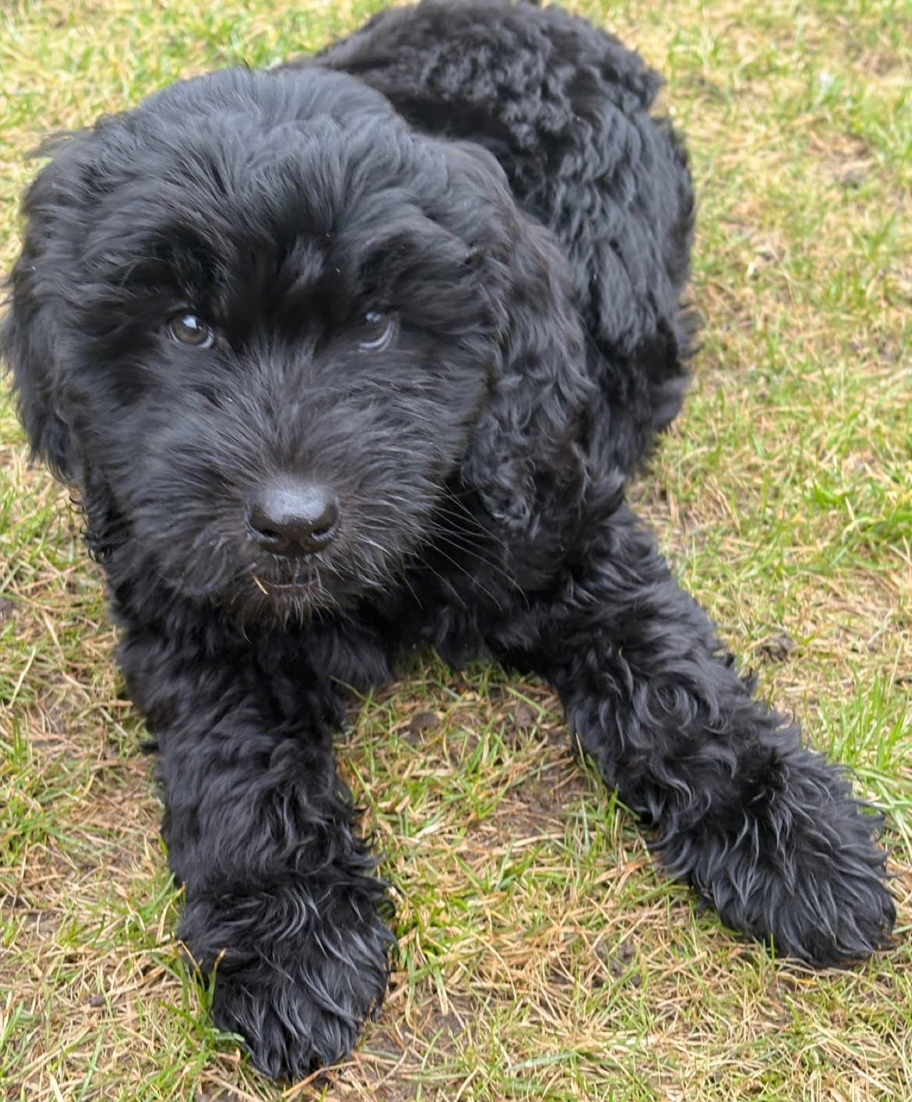 MiMo Pet Care — photo 5