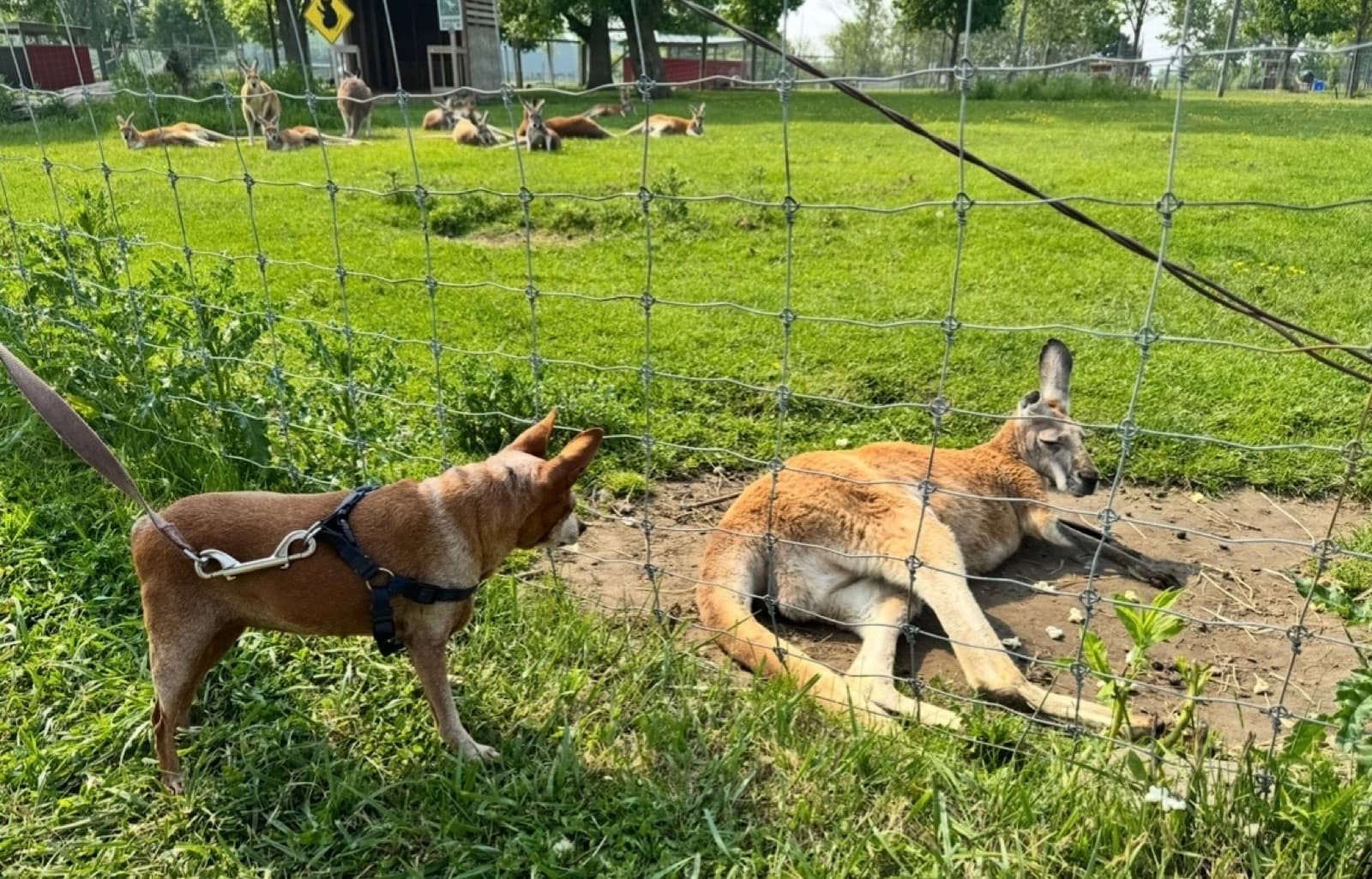 MiMo Pet Care — photo 7