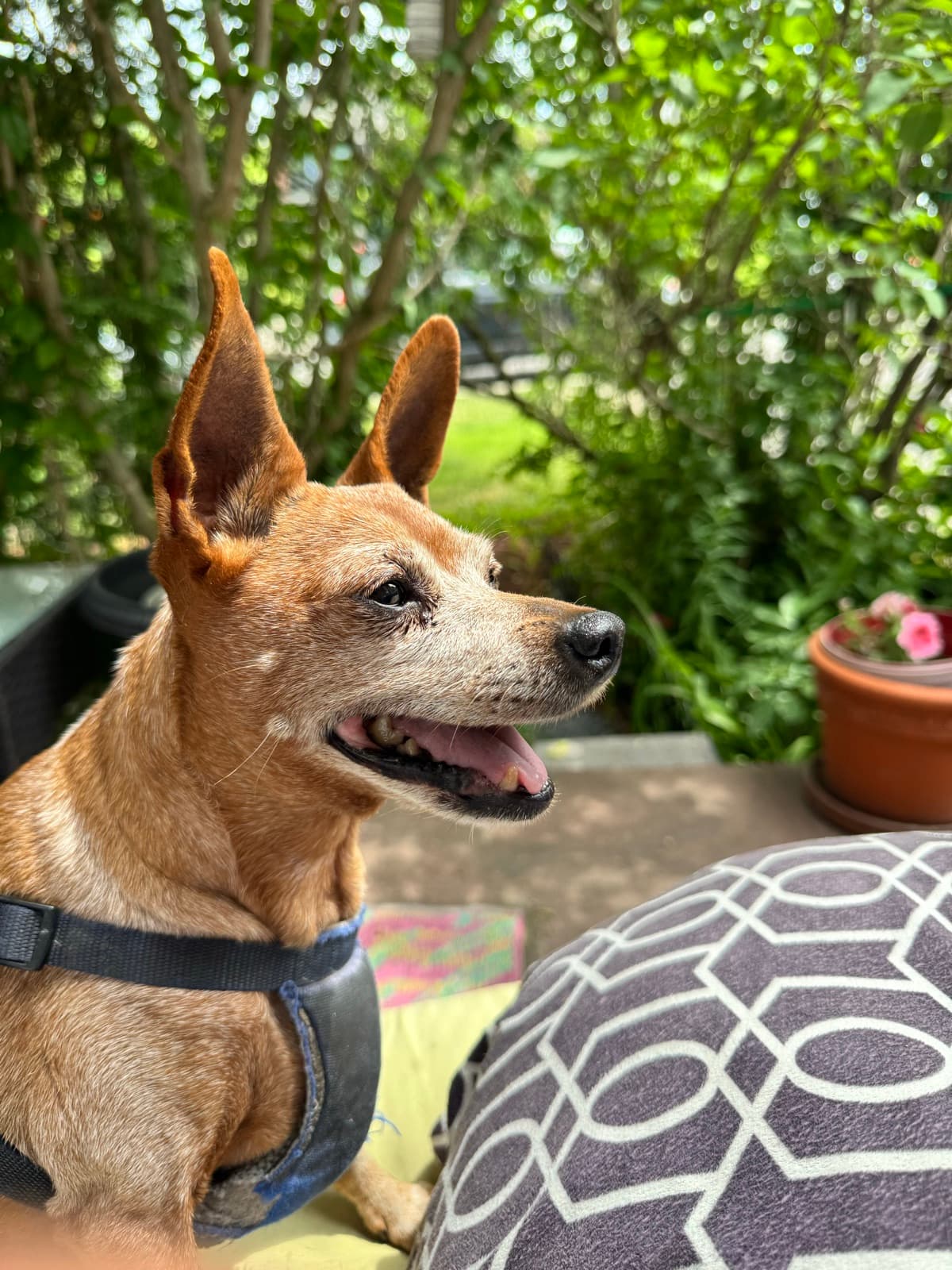 MiMo Pet Care — photo 8