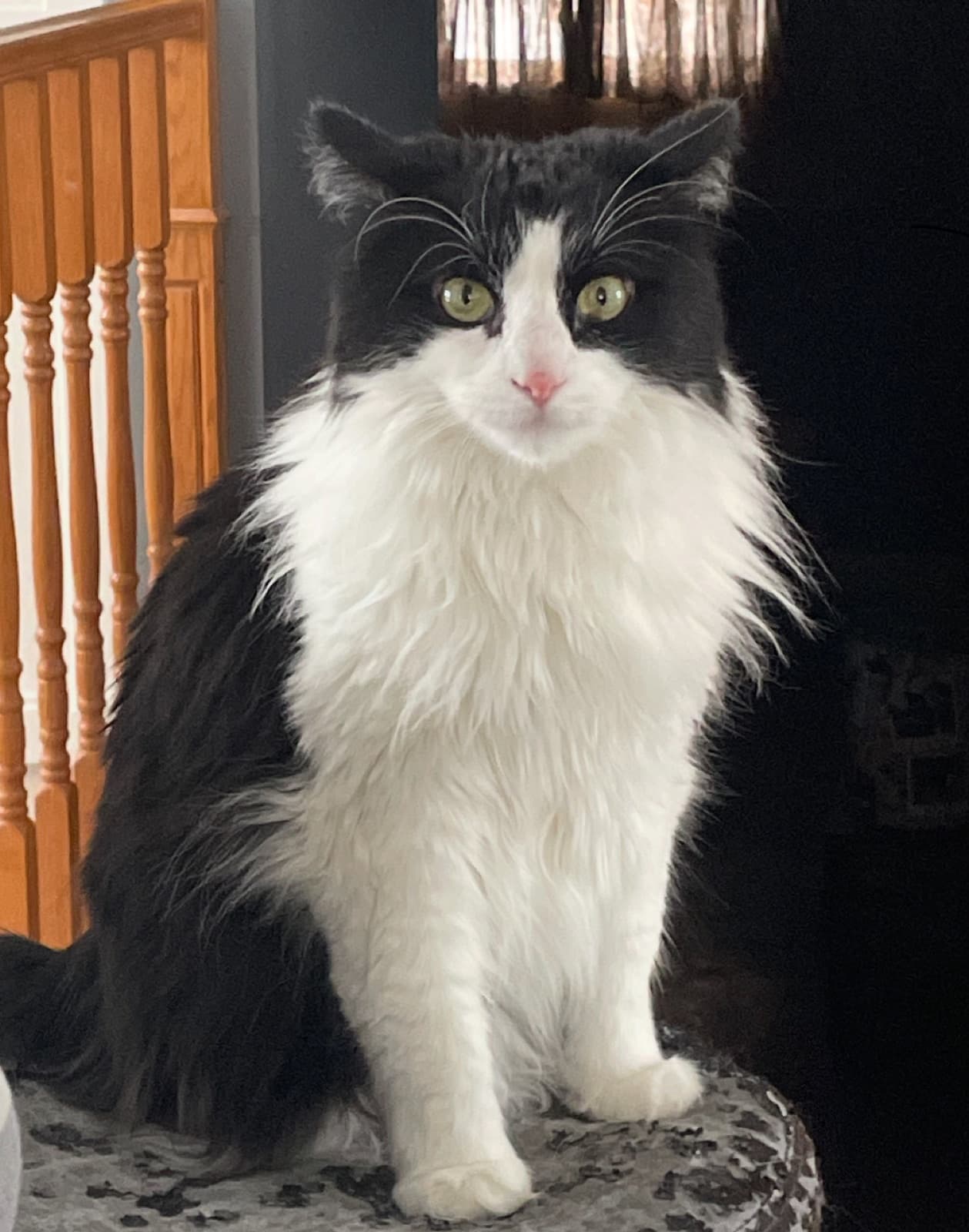 MiMo Pet Care — photo 9