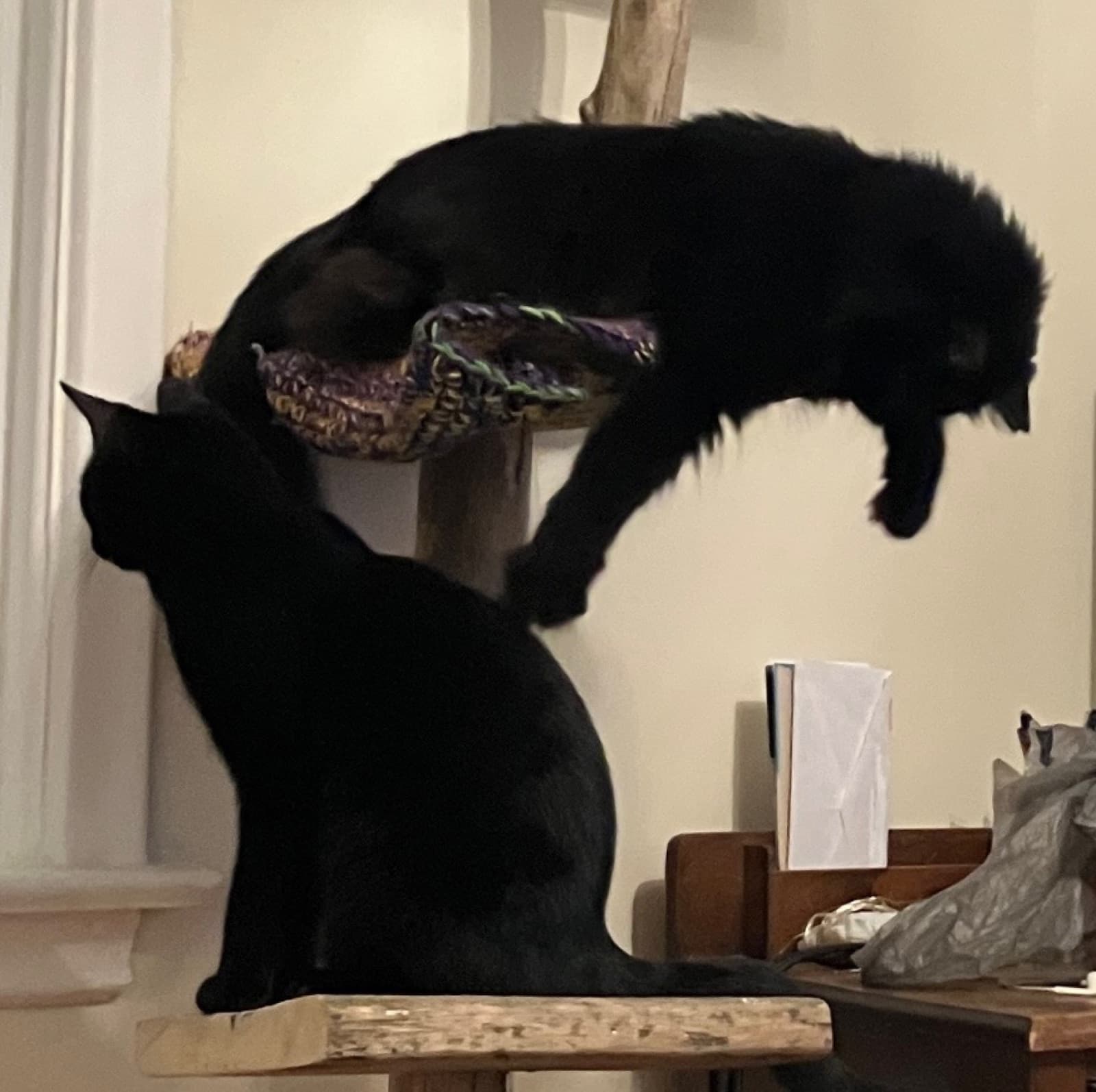 MiMo Pet Care — photo 10
