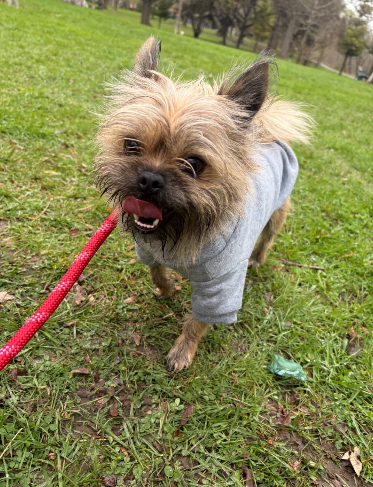 MiMo Pet Care — photo 11