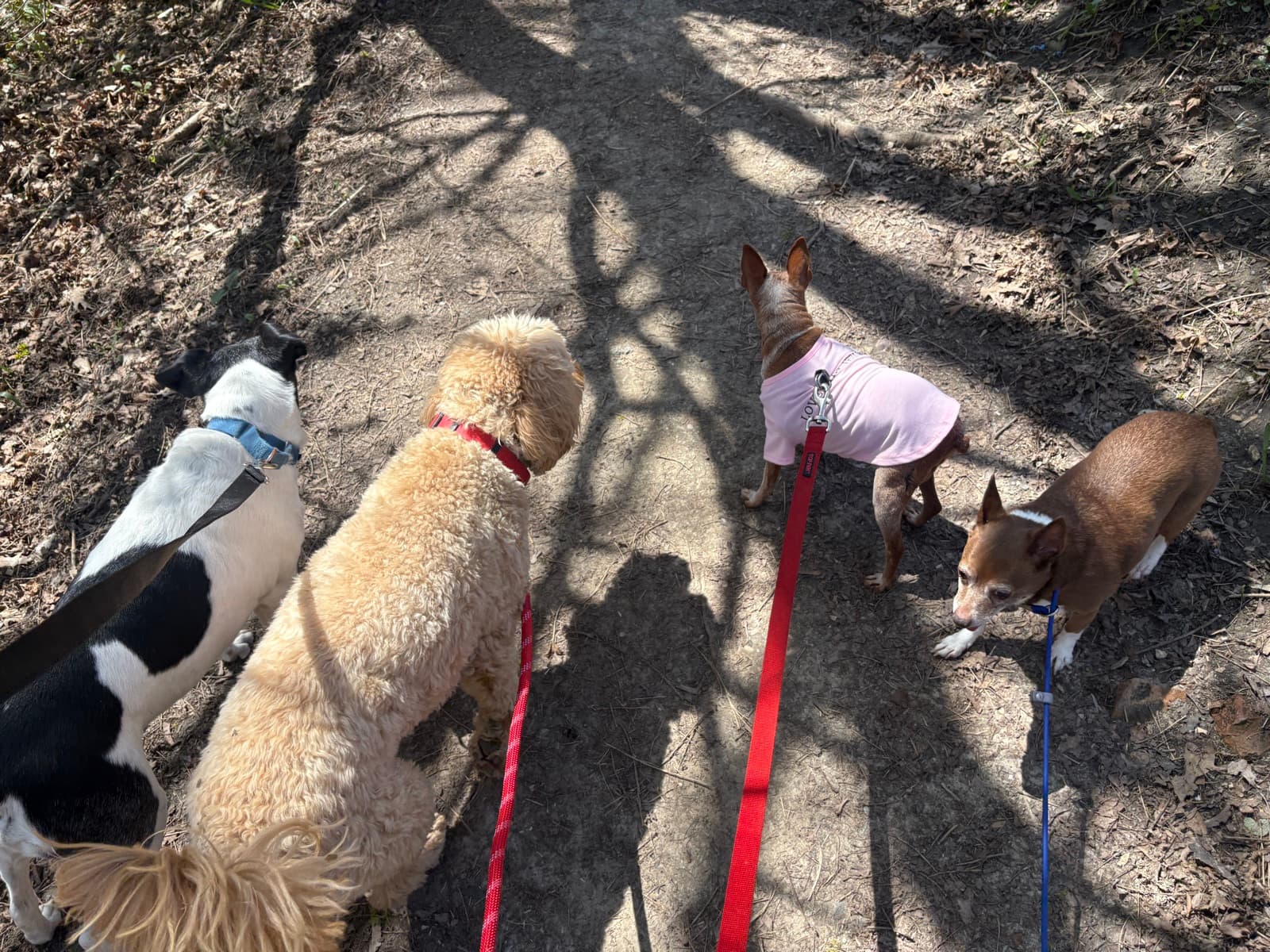 MiMo Pet Care — photo 12