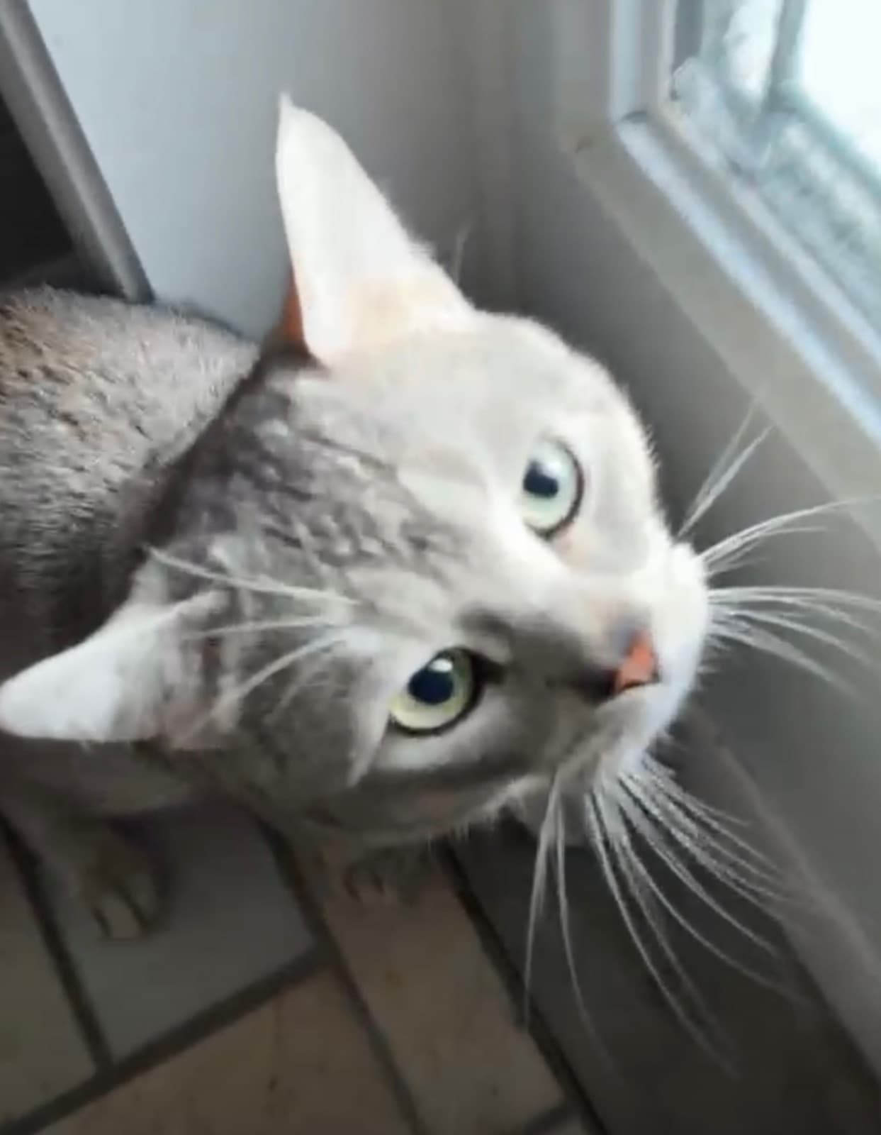 MiMo Pet Care — photo 13