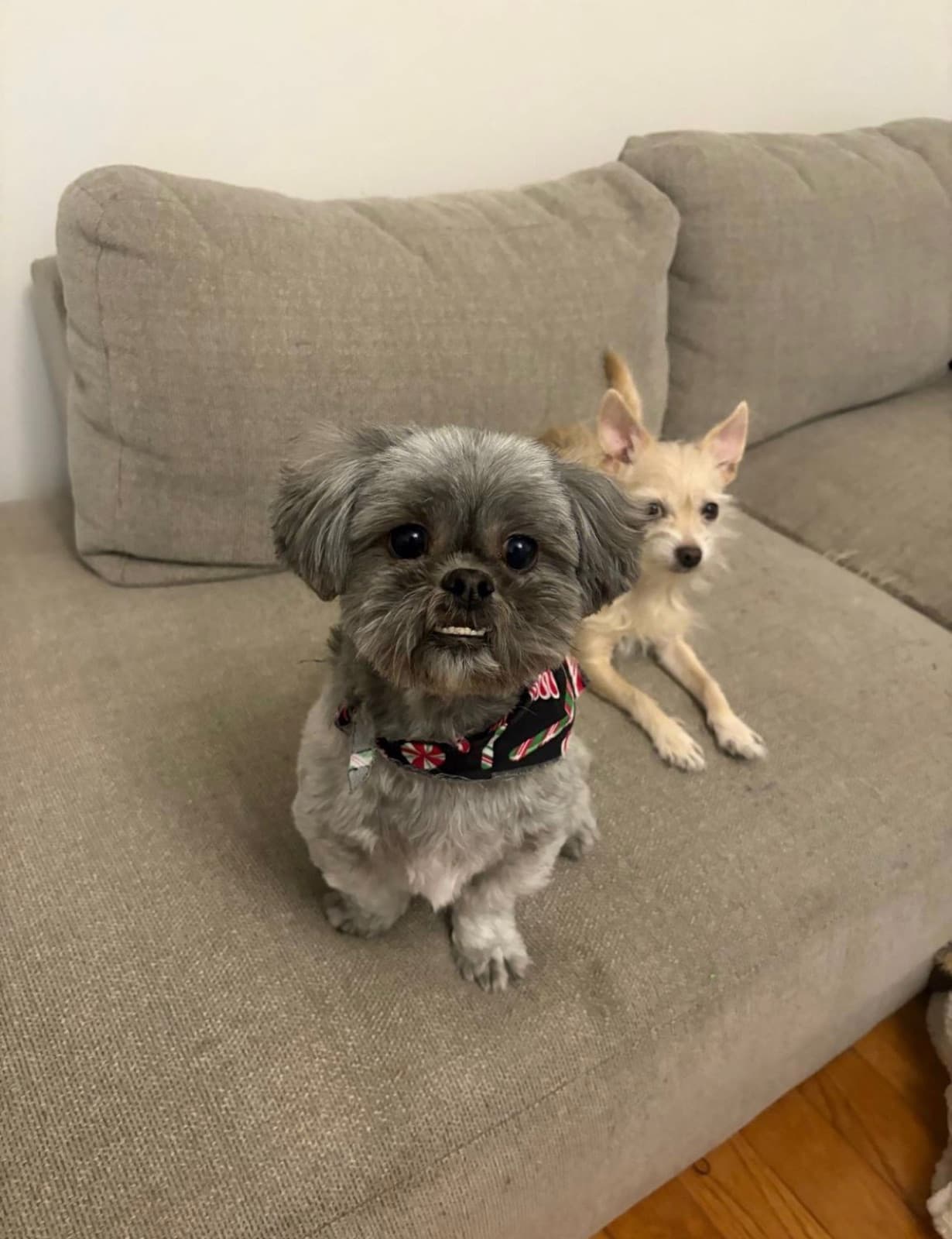 MiMo Pet Care — photo 14