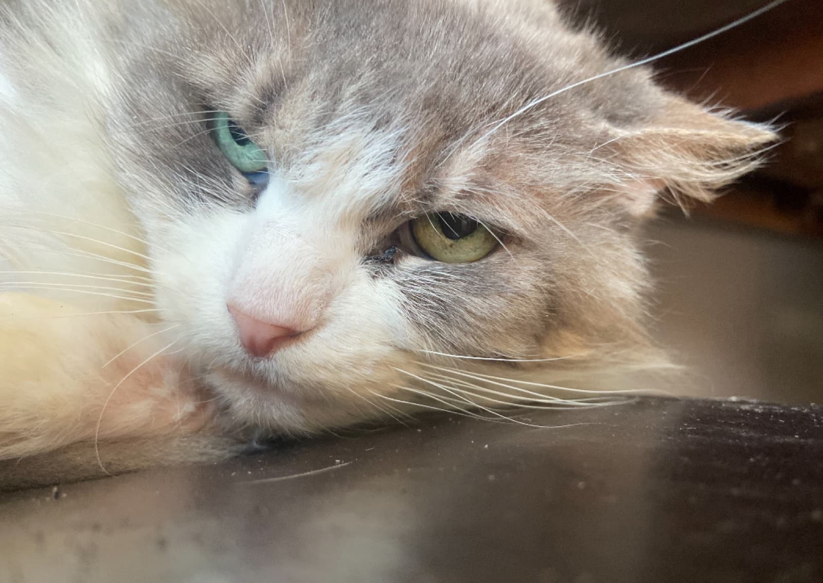 MiMo Pet Care — photo 15