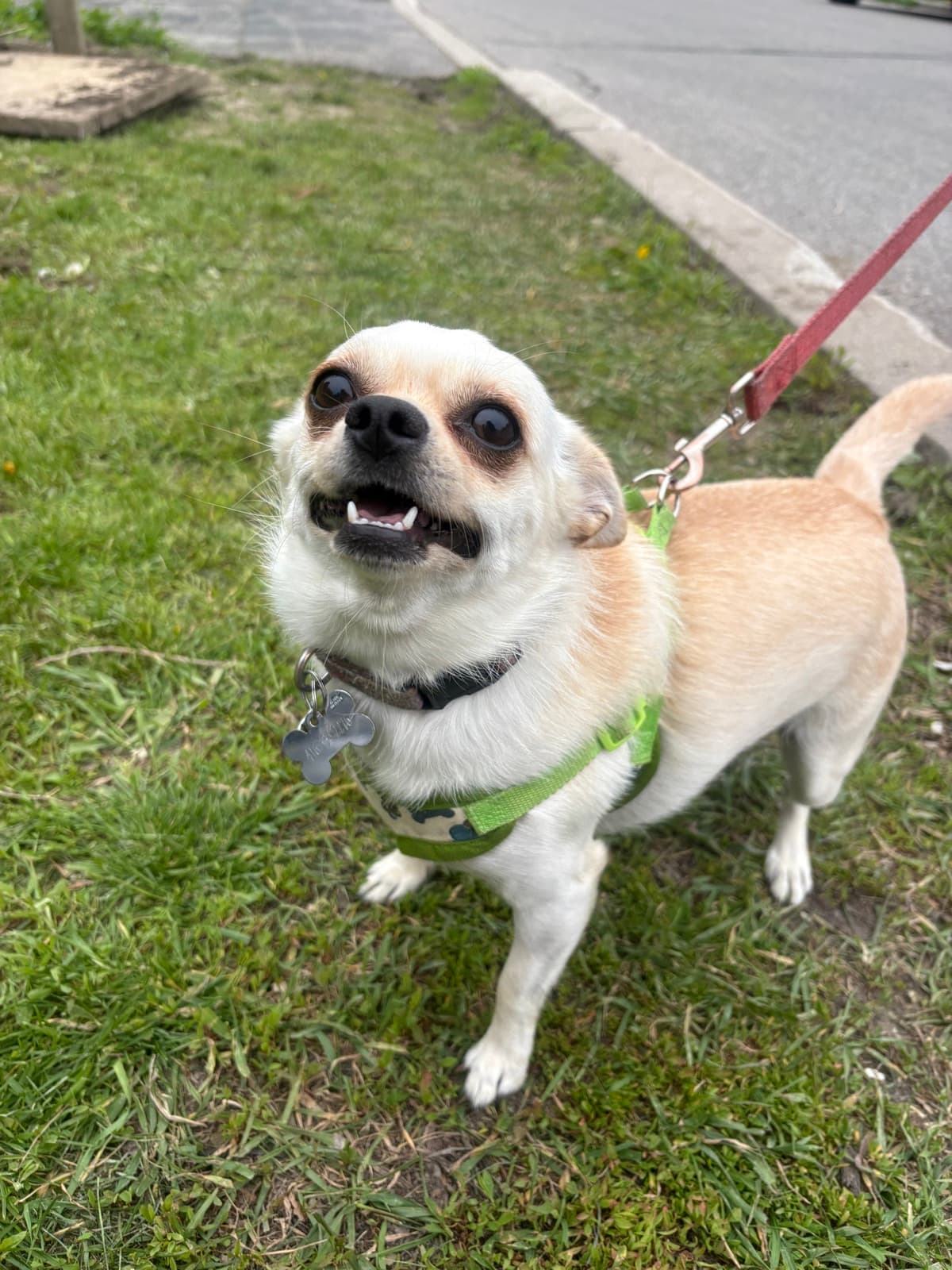 MiMo Pet Care — photo 17