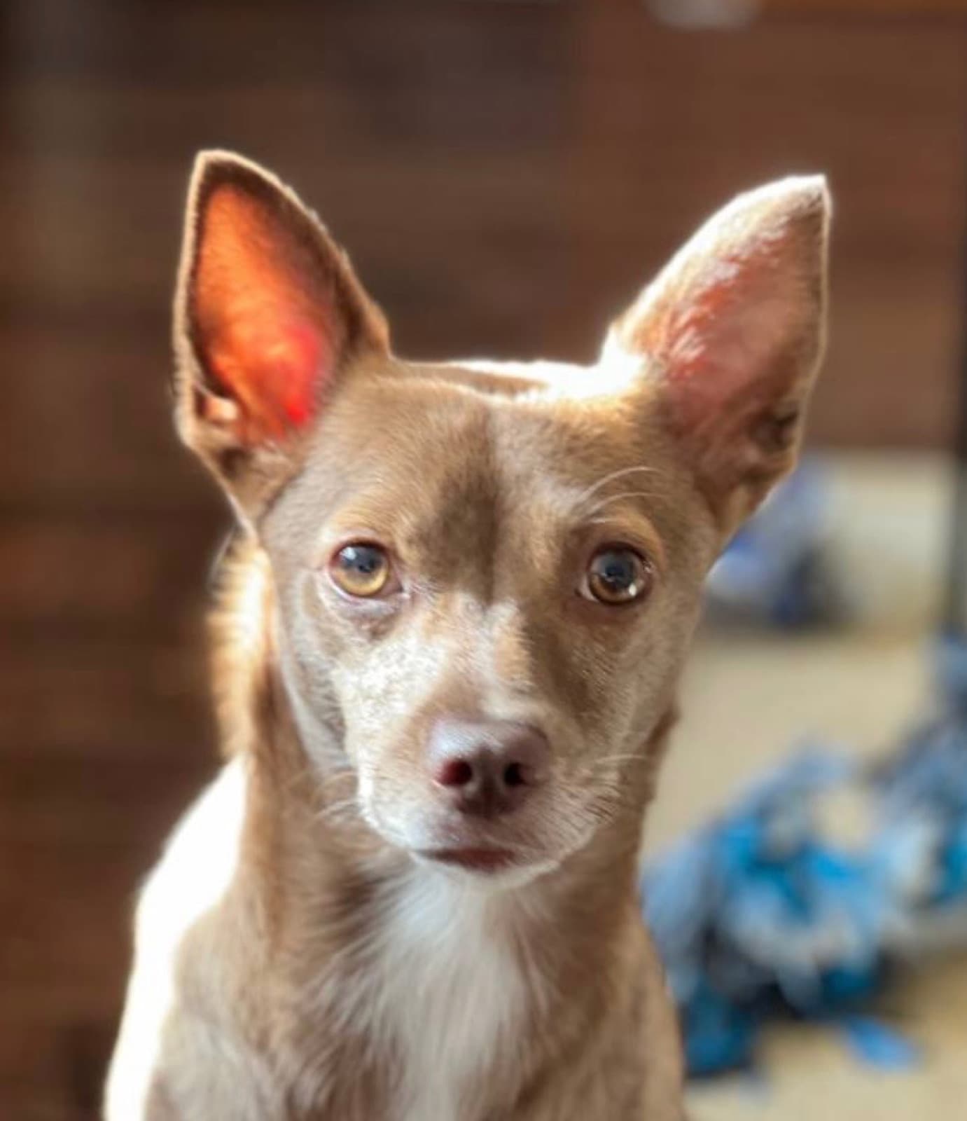 MiMo Pet Care — photo 18