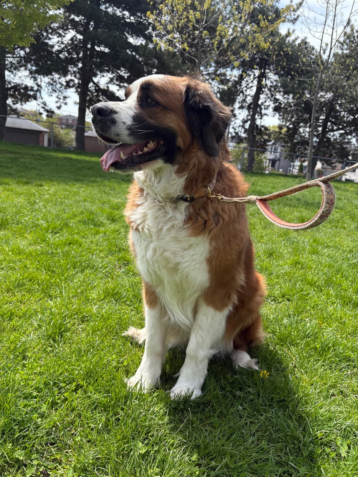 MiMo Pet Care — photo 20